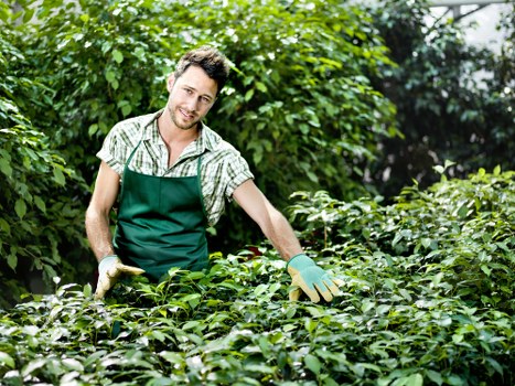 Trimmer cutting hedges in a residential street in Mitcham