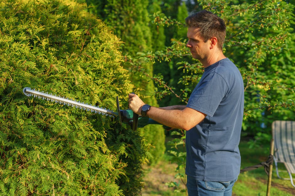 A man engaged in garden maintenance work, trimming a dense, green hedge with electric hedge shears on a sunny day. He is wearing a casual blue T-shirt and a watch, focusing intently on trimming the fo